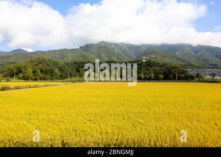 Herbsthimmel und gelbe Reisfeld Landschaft. Chungcheongbuk-do, Südkorea Stockfoto