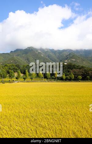 Herbsthimmel und gelbe Reisfeld Landschaft. Chungcheongbuk-do, Südkorea Stockfoto