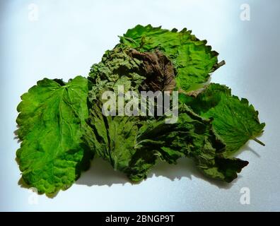 Trocknen von grüner Zitronenmelisse oder Citronella-Blatt Nahaufnahme. Helles Licht. Selektiver Fokus mit geringer Tiefenschärfe. Kräutertee-Konzept. Hausmedizin Stockfoto