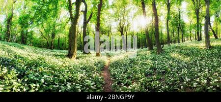 Panorama von weißen Blumen Knoblauch mit Sonne bei Sonnenuntergang im grünen Wald, Frühlingslandschaft Stockfoto