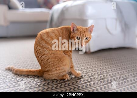 Braune gestromte Katze mit grünen Augen, auf dem Teppich sitzend, blickt überrascht zurück Stockfoto