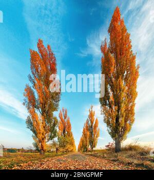 Pappel mit Straße im Herbst Stockfoto