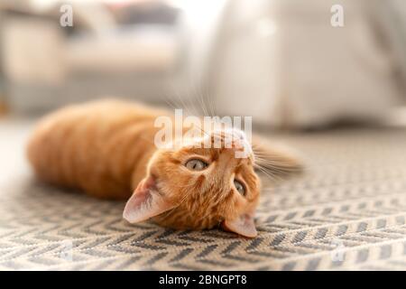 Nahaufnahme einer braunen, gestromten Katze, die auf dem Rücken auf einem Teppich liegt und zurückblickt Stockfoto