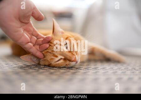 Nahaufnahme einer braunen, gestromten Katze, die während des Streichelens auf einem Teppich liegt Stockfoto