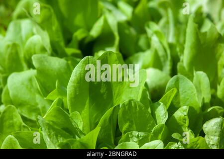 Foto von Young Fresh Healthy Ökologische Junge Chicory wächst im Garten Stockfoto