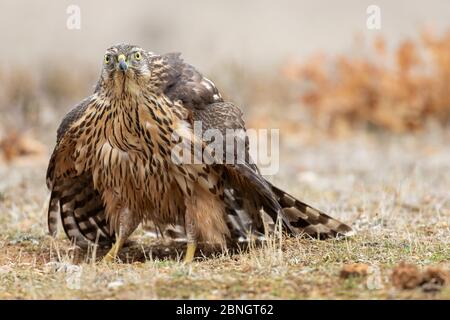 Eine Nahaufnahme eines nördlichen Habicht, Accipiter gentilis, auf dem Boden, bereit, im Sonnenlicht auf einem verschwommenen Hintergrund zu fliegen. Stockfoto