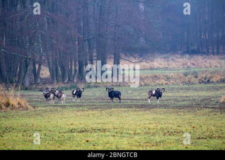 Herde von Wildtieren Mufflons Tiere auf der Wiese stehen. Tschechische republik Stockfoto