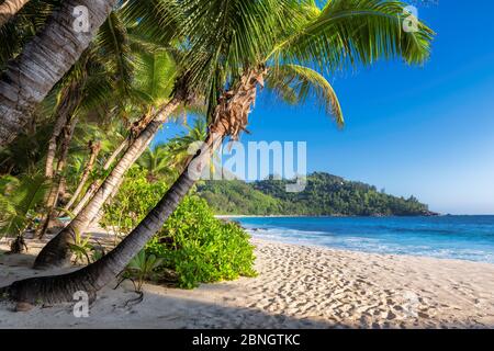 Palmen am tropischen sonnigen Strand Stockfoto