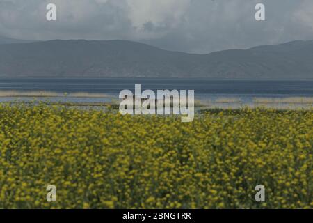 Schöne Aufnahme des Sevan See Strand mit gelben Blumen Stockfoto