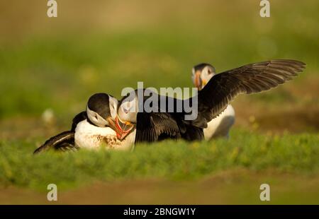 Atlantische Papageientaucher (Fratercula arctica), männlich und weiblich in Balz-Anzeige mit einem anderen Papageientaucher, Skomer Island, Wales, Großbritannien, Mai Stockfoto