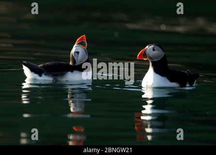 Atlantikpapageientaucher (Fratercula arctica) zwei auf Wasser, eine trinkend, Skomer Island, Wales, Großbritannien, Mai Stockfoto