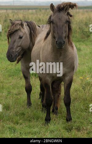 Konik Ponys oder Polnischen primitive Pferd durch einige glaubten, die eng mit der Europäischen Wild Horse bezogen zu werden. Diese Pferde sind oft in Weiden manag verwendet Stockfoto