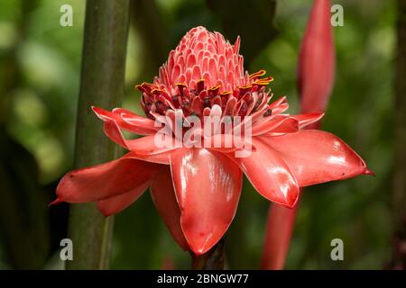 Fackel Ingwer (Etlingera elatior) Porträt von Blume, Costa Rica Stockfoto