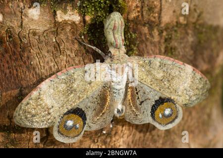 Laternenfliege / Machaca (Fulgora Lampetis) mit Flügeln auf Baum in tropischen Trockenwald, Costa Rica ausgebreitet Stockfoto