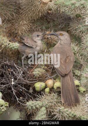 Curve-billed Thrasher (Toxostoma curvirostre) Elternteil mit Küken am Nest in Cholla Kaktus (Opuntia) Sonoran Wüste Arizona, Juli Stockfoto