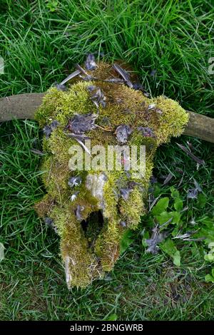 Halb gefressenes Vogelkadaver auf moosbedecktem Kuhschädel, Alaska, USA, August. Stockfoto