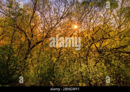 Die Strahlen der Sonne brechen durch die Zweige eines blühenden Baumes an einem frühlingshaften nebligen Morgen in der Dämmerung. Stockfoto