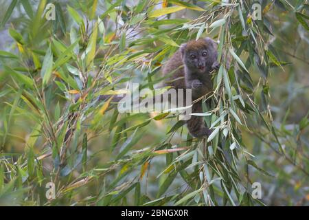 Graues Bambus-Lemur (Hapalemur griseus griseus), das sich auf Bambus ernährt, Andasibe-Analamazaotra SR, Madagaskar vom Aussterben bedroht Stockfoto