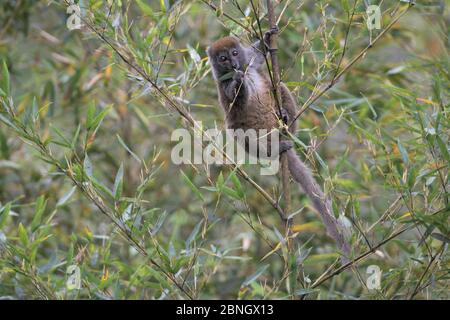 Graues Bambus-Lemur (Hapalemur griseus griseus), das sich auf Bambus ernährt, Andasibe-Analamazaotra SR, Madagaskar vom Aussterben bedroht Stockfoto