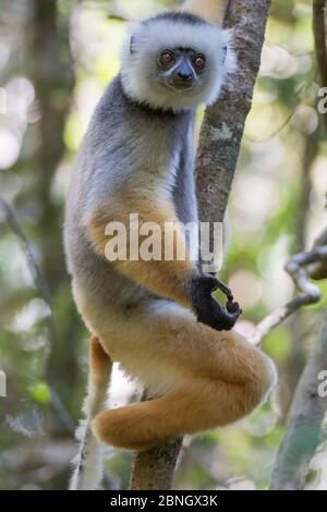 Diademed Sifaka (Propithecus diadema), Andasibe-Analamazaotra SR, Madagaskar IUCN gefährdete Arten Stockfoto