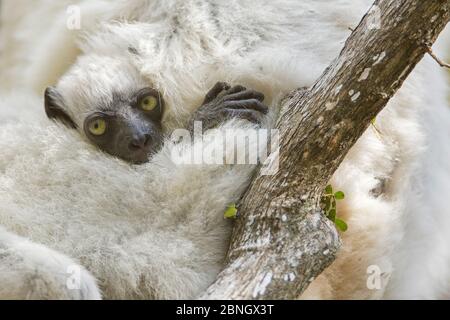 Verreaux's Sifaka (Propithecus verreauxi) Baby kuschelte sich in die Mutter, Zombitse-Vohibasia NP, Madagaskar Stockfoto