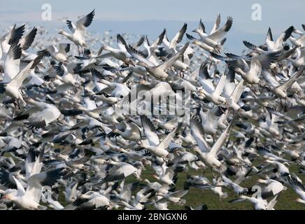 Schneegänse (Chen caerulescens) beim Start, in der Nähe der Stadt La Conner, Skaget Valley, Washington, USA, Februar. Stockfoto