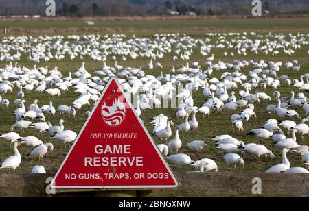 Schneegänse (Chen caerulescens) grasen in der Nähe von Zeichen für Fisch und Wildtiere Wildreservat, in der Nähe der Stadt La Conner, Skaget Valley, Washington, USA, Februar Stockfoto