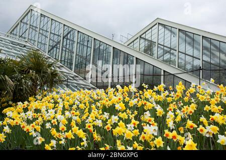 Narzissen (Narcissus sp) außerhalb des Princess of Wales Conservatory, Kew Gardens, London, Großbritannien. 23. April 2016 Stockfoto