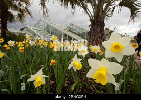 Narzissen (Narcissus sp) außerhalb des Princess of Wales Conservatory, Kew Gardens, London, Großbritannien. 23. April 2016 Stockfoto