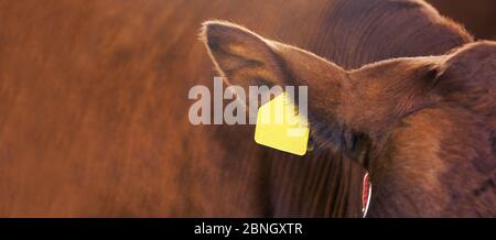 Landwirtschaft Tier krank. Kuhporträt, Rindfleisch. Milchkine. Ohranhänger und Etikett Stockfoto