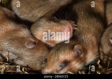 Europäischer Hamster (Cricetus cricetus) Welpen im Alter von 11 Tagen, gefangen. Stockfoto