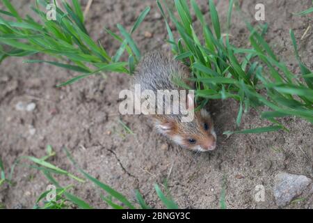 Europäischer Hamster (Cricetus cricetus) juvenil im Maisfeld, gefangen. Stockfoto