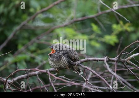 Kuckuck (Cuculus canonus), der noch junge Menschen auf dem Land ist, die nach Nahrung rufen, Niedersachsen, Deutschland, Juli. Stockfoto