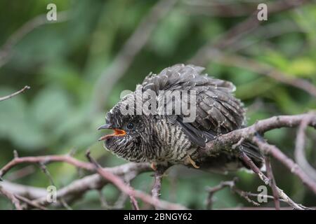 Kuckuck (Cuculus canonus), noch im Kinderheim, Niedersachsen, Deutschland. Juli. Stockfoto