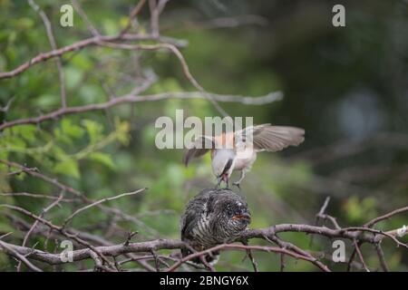 Rotrückenwürger (Lanius collurio), der den Kuckuck (Cuculus canonus) juvenil angreift, Niedersachsen, Deutschland. Juli. Stockfoto