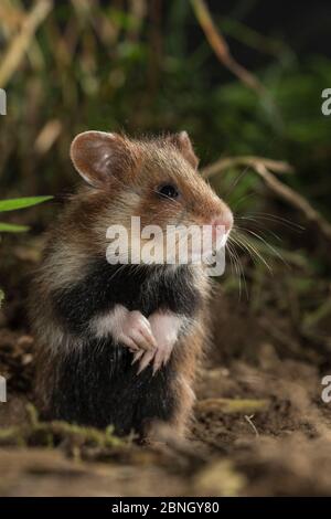 Europäischer Hamster (Cricetus cricetus) , juvenil, stehend, im Gras, gefangen. Stockfoto