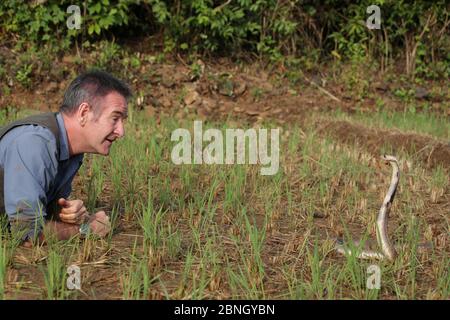 Moderator Nigel Marven mit Gespenstigen Kobra (Naja naja) im Reisfeld, Indien, November 2015. Stockfoto