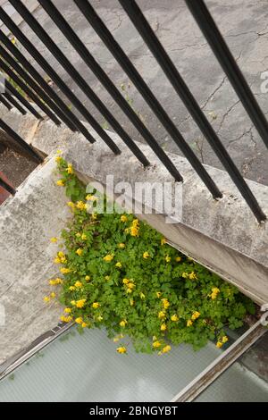 Gelbe Corydalis (Pseudofumaria lutea), die in der städtischen Umgebung wächst, Bristol, Großbritannien, Januar. Stockfoto