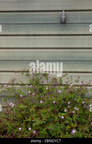 Herb robert (Geranium robertianum) wächst am Fuße der Garagentor, Bristol, Großbritannien, Januar. Stockfoto