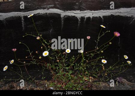 Mexikanische Fleabane (Erigeron karvinskianus) eine eingebürgerte Gartenpflanze, die durch Pflaster gegen niedrige Straßenmauer wächst, Bristol, Großbritannien, Januar. Stockfoto