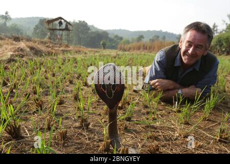 Moderator Nigel Marven mit Gespenstigen Kobra (Naja naja) im Reisfeld, Indien, November 2015 Stockfoto