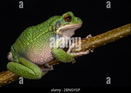 San Lucas Beutelfrosch (Gastrotheca pseustes) gefangen, endemisch in Ecuador. Stockfoto