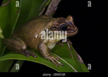 Jordans Kasquenkopf-Baumfrosch (Trachycephalus jordani) gefangen, kommt in Ecuador, Kolumbien, Peru. Stockfoto