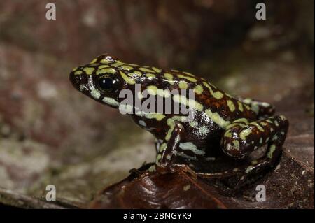 Phantasmal Gift Pfeil Frosch (Epipepdobates tricolor) gefangen, endemisch in Ecuador. Stockfoto