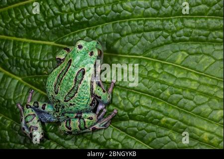 San Lucas Beutelfrosch (Gastrotheca pseustes) gefangen, endemisch in den ecuadorianischen Anden, bedrohte Arten. Stockfoto