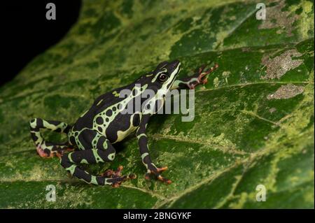 Pebas stubfoot Kröte (atelopus Spumarius) unverlierbaren Auftritt im Amazonasbecken. Gefährdete Arten. Stockfoto