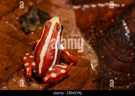 Antonios Giftpfeilfrosch (Epipedobates anthonyi) gefangen, kommt in Ecuador und Peru vor. Stockfoto