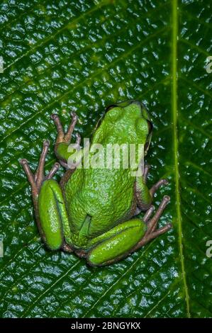 San Lucas beuteltier Frosch (Gastrotheca pseustes) unverlierbaren, tritt in den ecuadorianischen Anden. Stockfoto