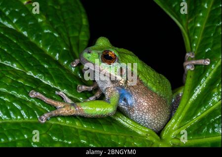 San Lucas beuteltier Frosch (Gastrotheca pseustes) unverlierbaren, tritt in den ecuadorianischen Anden. Stockfoto