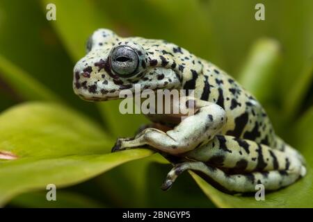 Tiger Tree Frog (Hyloscirtus Tigrinus) unverlierbaren, endemisch in Ecuador. Stockfoto